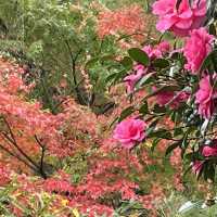 【佐賀】秋のひまわり園 紅葉してました