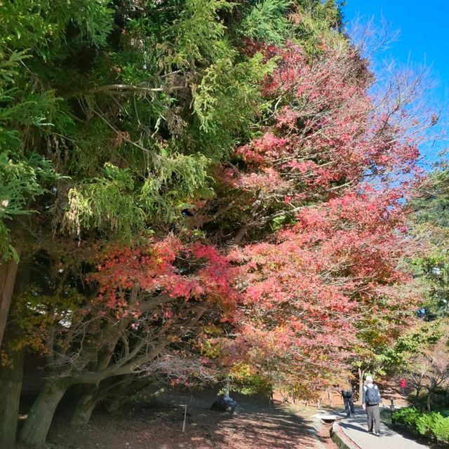 福壽山農場-松廬楓紅