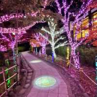 愛知県清須市　清洲公園のイルミネーション
