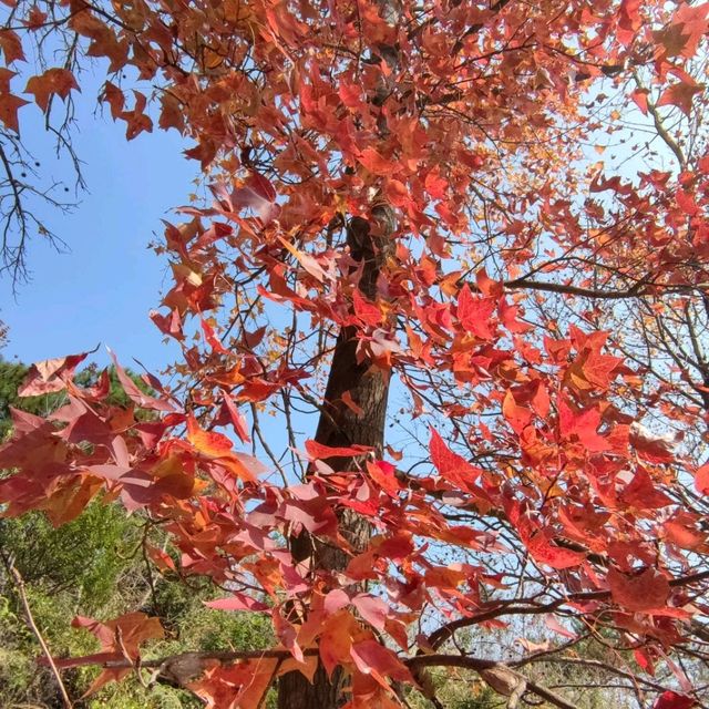 ✨打卡元朗最美紅葉楓香林🍁🍂📸✨ ✨打卡元朗最美紅葉楓香林🍁🍂📸✨