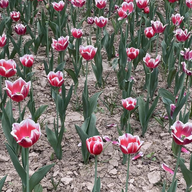 Xingqinggong park (part1)- Incredible flowers