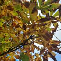 Fall Park