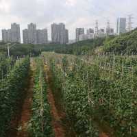 Pick your own fruit and veggies