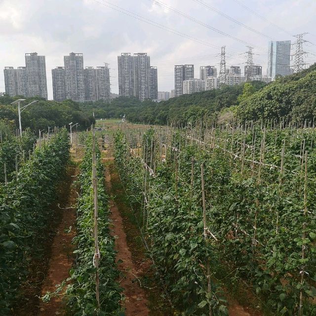 Pick your own fruit and veggies