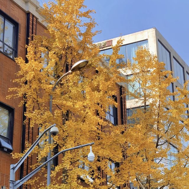 Gingko yellow | Enjoy a ginkgo rain on Shangh