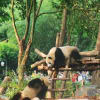 China Bucket list: Pandas & babies ticked!! 