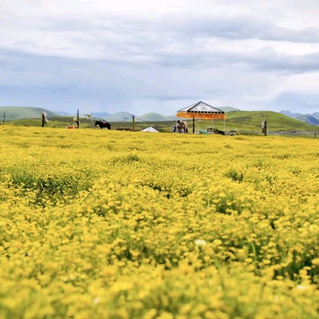 Rape-Blossom on Litang Grassland in Sichuan