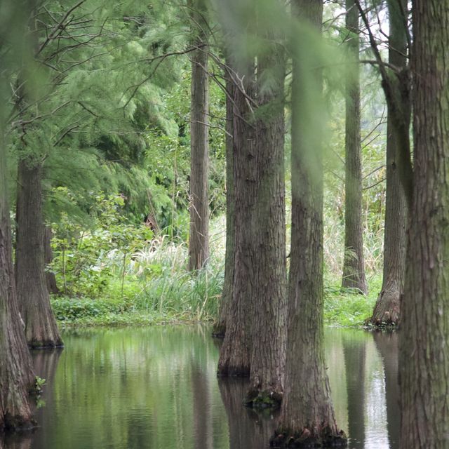 Shanghai’s Water Forest 