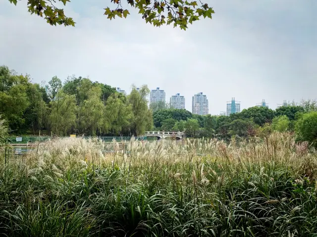 Autumn stroll @Century Park, Pudong