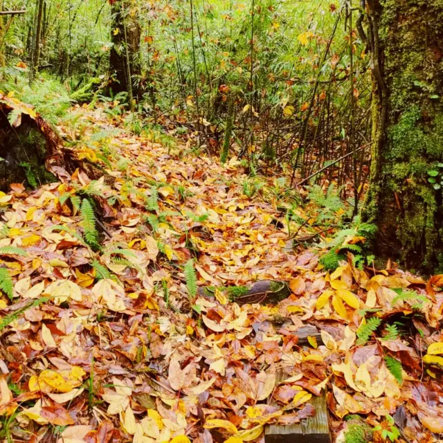 Forest Hike in Longcanggou (Chengdu)