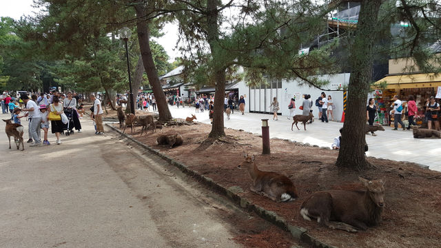 Todai-ji at Nara Park