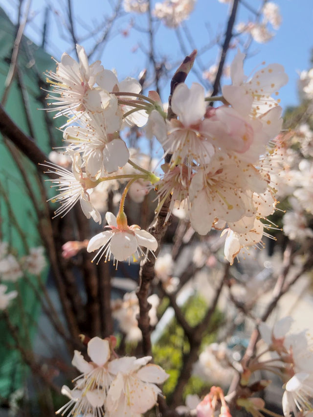 This year's cherry blossoms can be enjoyed to the fullest~