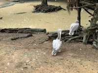 A day trip to the surprising Malaysia Wildlife Park.