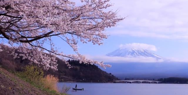 Global off-the-beaten-path destination: Japan's cherry blossom viewing.