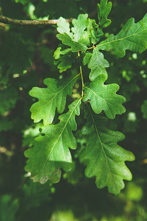 Advanced nature coaching weekend | Laughton Lodge