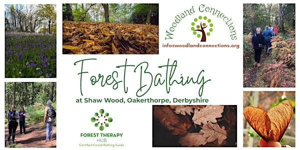 Forest Bathing in Shaw Wood, Oakerthorpe | Shaw Wood, Oakerthorpe