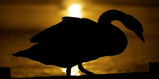Beginners Wildlife Photography Workshop | Hogganfield Loch