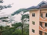 City of Pines