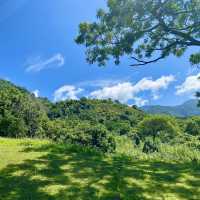 空氣無限好🌬風景殺底片🎞～花蓮富里『六十石山金針花海』🌾