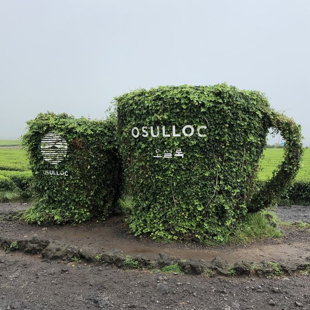 [제주도 디저트맛집🍵] 🌱오설록 티뮤지엄🌱