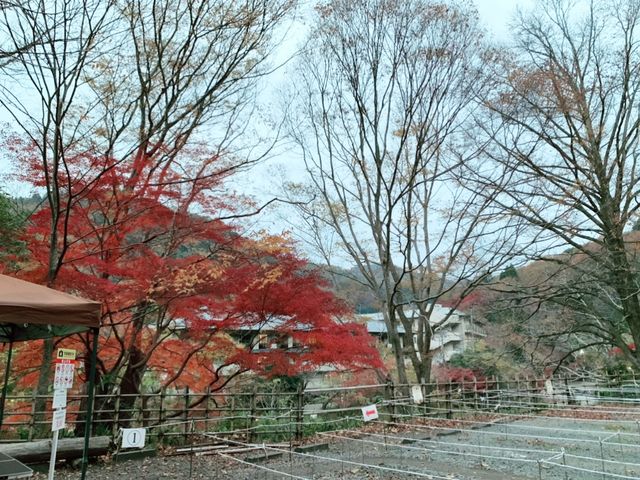 京都[紅葉めぐり]   幻の紅葉　瑠璃光院