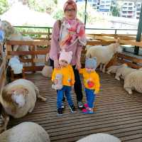 New Sheep Sanctuary at Cameron Highlands