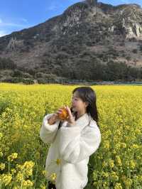 제주도의 대표 유채꽃밭 산방산🌼