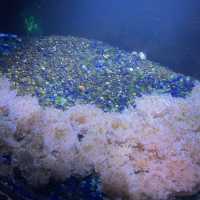 SEA LIFE 선샤인코스트 수족관 , SEA LIFE Sunshine Coast Aquarium
