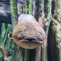 The Amazon Flooded Forest