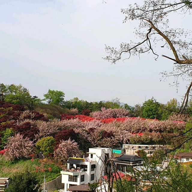 Wansan Park  (full of flower)