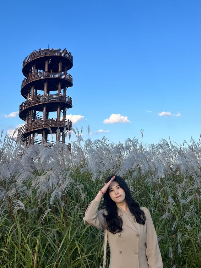 핑크뮬리 + 갈대밭 = 가을종합선물세트인 갯골생태공원✌️