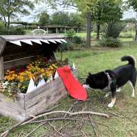 四季折々の花や緑に囲まれた国営木曽三川公園　フラワーパーク江南