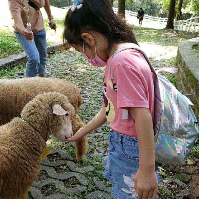 非常棒的住宿體驗【桃園復興】綠光森林民宿