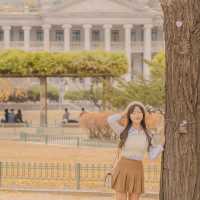 💛노란 은행나무와 덕수궁 석조전의 조화 [서울, 덕수궁]