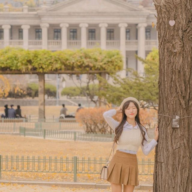 💛노란 은행나무와 덕수궁 석조전의 조화 [서울, 덕수궁]