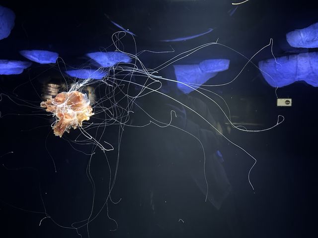 日本最大水族館－海遊館🤩