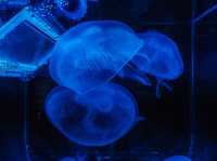 Aquaria Phuket พิพิธภัณฑ์สัตว์น้ำที่ใหญ่ที่สุด