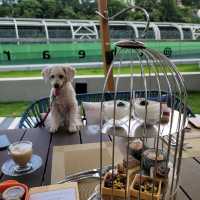 與毛孩兒入住新落成的 雅格酒店The Arca