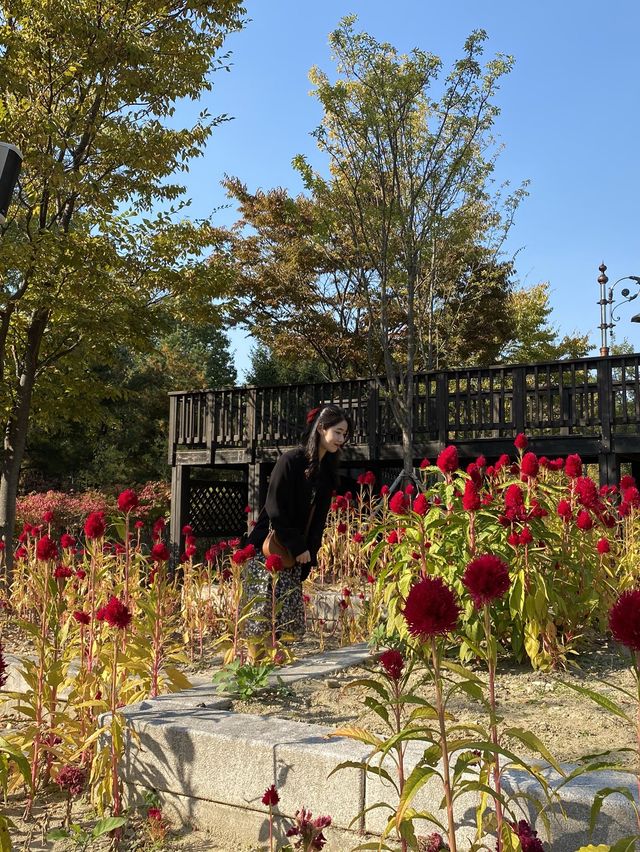 이번 가을! 노란빛의 단풍과 여러 종의 꽃을 볼 수 있는 대전 한밭수목원 어때요?