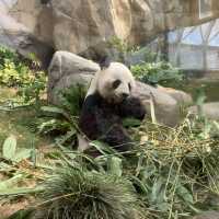 發掘國寶級大熊貓之旅