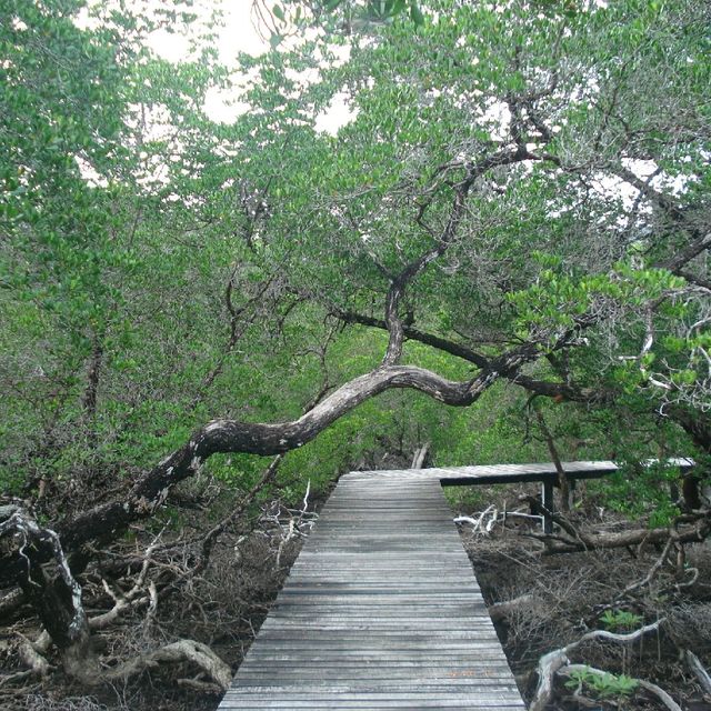 สถานีพัฒนาทรัพยากรป่าชายเลนที่ 4 เกาะช้าง