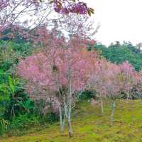 ภูลมโล แปลง2551/3