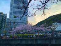 神戸　SAKURA桜めぐり❗️JR新神戸駅前の桜に感動❗️