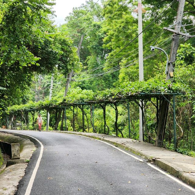 จุดชมววิว​ 🐵 Monkey Hill