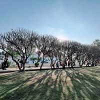 แชะภาพสวยๆกลางซุ้มอุโมงค์ต้นลีลาวดี 🍃🍂