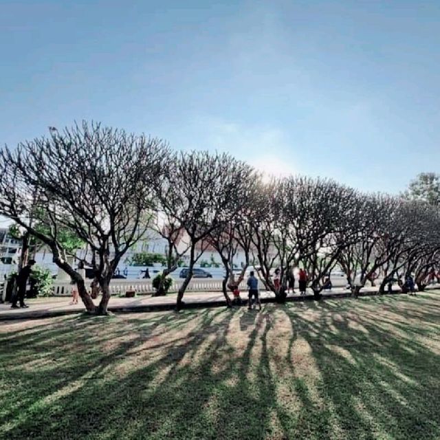แชะภาพสวยๆกลางซุ้มอุโมงค์ต้นลีลาวดี 🍃🍂