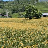 赤柯山金針花