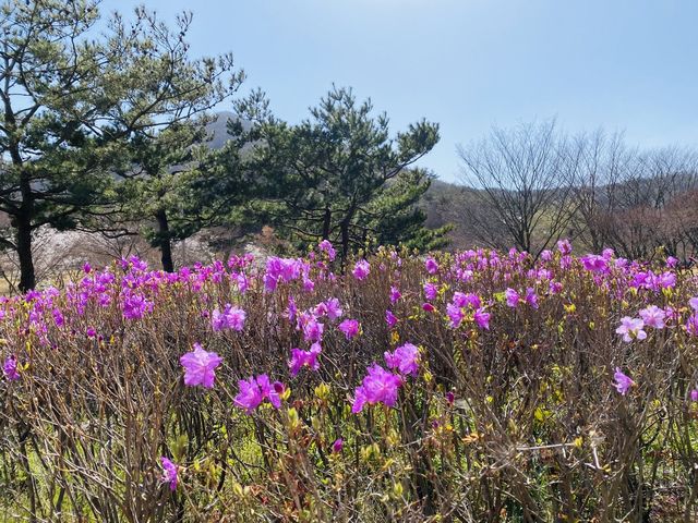[영광] 불갑사에서 벚꽃맞이🌸