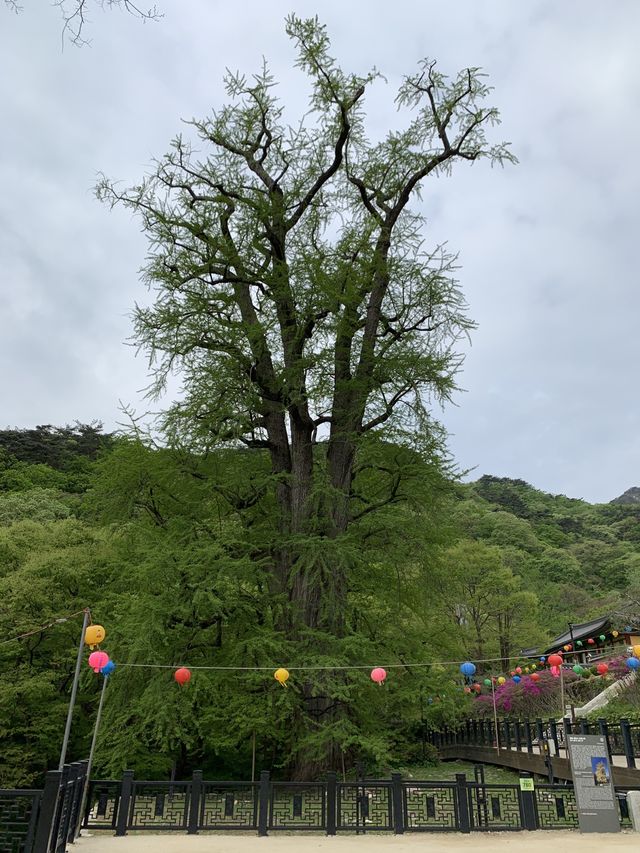 용문사 🌲 은행나무가 유명한 곳