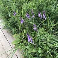 箱根湿性花園
